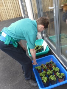 Plant Sale