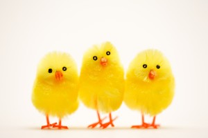 Easter_Chick